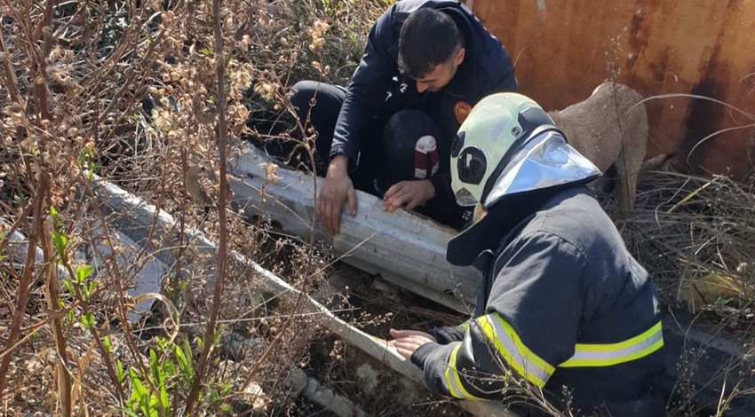 Hatay'da inşaat alanında çukura düşen yavruyu kurtarmak için seferber oldular. Kurtarma çalışması sırasında annesinin yaptığı hareket duyanı ağlattı