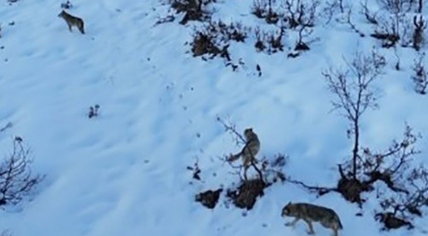 Tunceli’de karla kaplı muhteşem Munzur Vadisi’nde 3 taneden oluşan hayvan grubu beyazlar üstünde kendisini gösterdi. Harika bir manzara oluşturmuşlardı