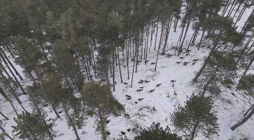 Samsun'da 100'lerceden oluşan doğanın harika hayvanının sürüsü, doğada yürüyüş yapan cerraha denk geldi. Karlı ormanda müthiş manzara