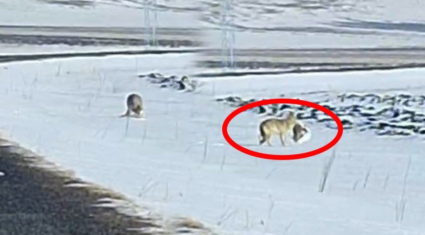 Ardahan'da -9 derecede müthiş kar manzarasının üzerinde ortaya çıkan hayvanın hareketi görenleri dondurdu. Leşi kapıp bölgeden ayrıldı