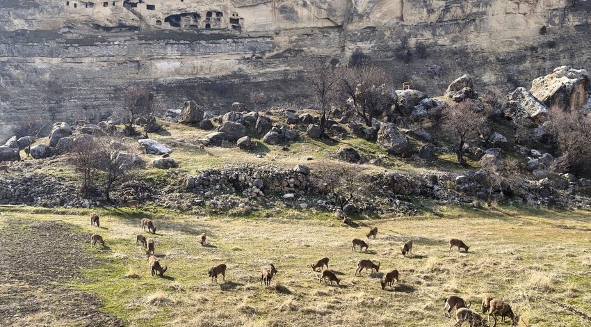 Tunceli'nin muhteşem doğasında o hayvan sürü halinde ortaya çıktı. Herkes çobansız sürü sanıyor. Yanına giden gerçeği görüyor