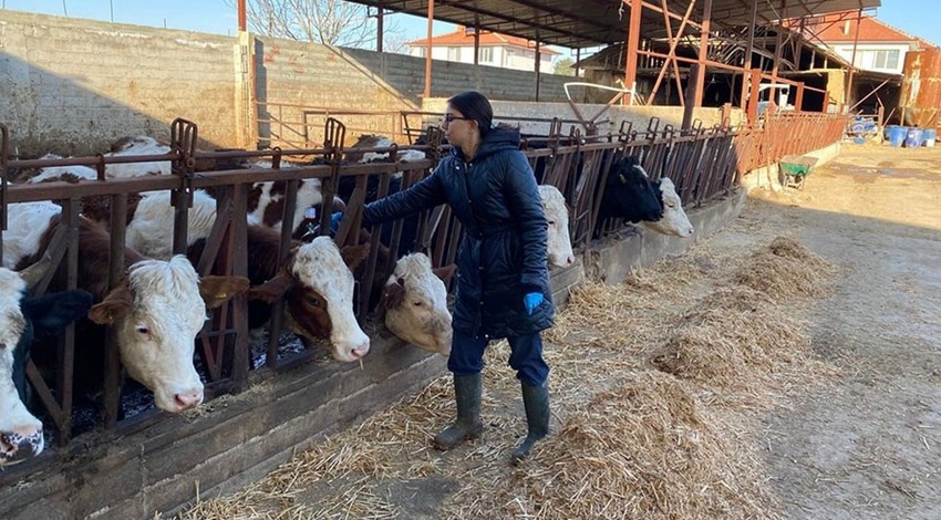 Afyonkarahisar'da yetkili ekip çalışmalara başladı. Büyükbaş hayvan sahiplerinin kapısını tek tek çaldılar