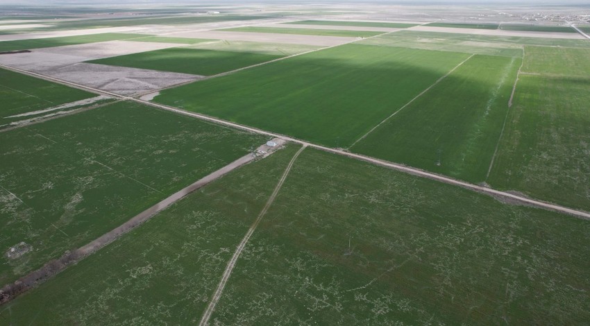 Türkiye'nin tahıl ambarı Konya'dan kötü haber! Uzmanlardan çiftçilere hayat kurtaracak uyarı ve tavsiyeler geldi