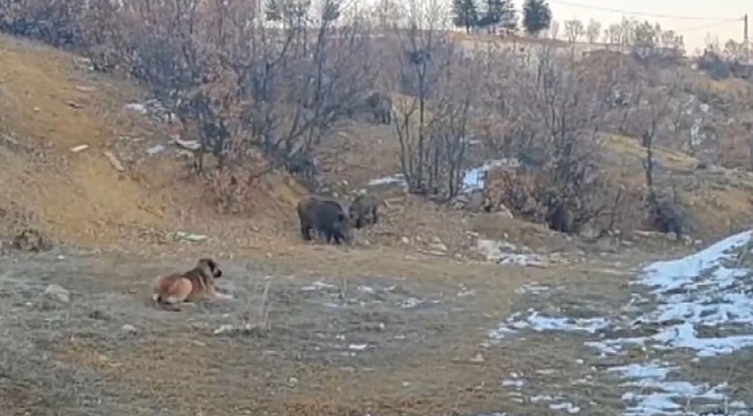 Tunceli'de mahalleye inen vahşi ve aç sürü, yiyecek bulmak için geldiği bölgede beklenmeyen bir karşılaşma yaşadı. Köşe kapmaca oynadılar