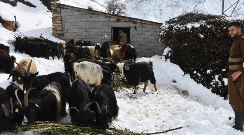 Şırnak'ta hayvan sahipleri -4 derecede karın altından kazıyarak tek tek çıkardı... 1000'lerce koyuna tutup götürmeseler hepsi telef olacak