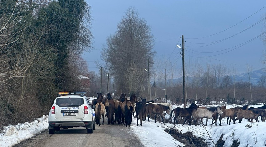 Samsun'da şehrin farklı noktalarında başıboş hayvanlar sürü halinde ortaya çıktılar. Çok sayıda ihbar üzerine ekipler harekete geçti