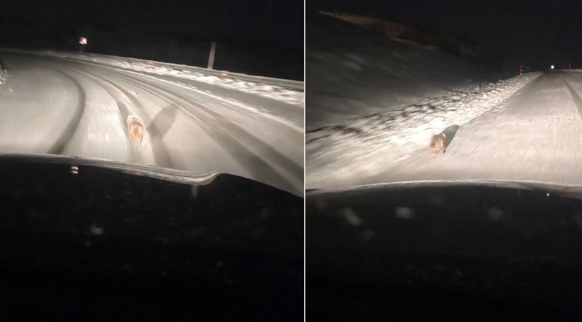 Muş'ta karla kaplı arazide aradığını bulamadı, yola kadar indi. Yol çalışmasından dönen ekiplerin kamerasına yakalandı