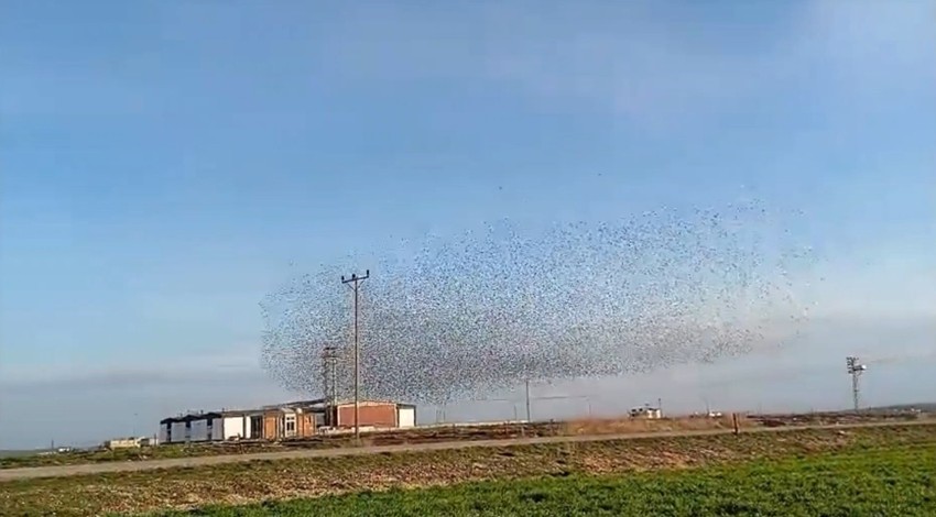 Diyarbakır'da gökyüzünü bir anda kapladılar. 1000'lercesinin ani hareketleri ve sesleri dikkat çekti