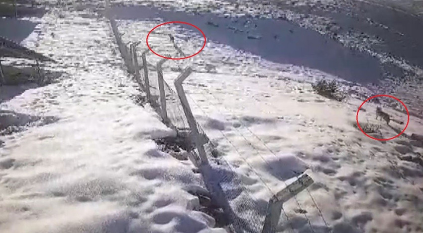 Bayburt'ta her yerden çıkmaya başladılar. Önce bir market önünde, sonra da köyde görüldü. Güvenlik kamerası saniye saniye kaydetti