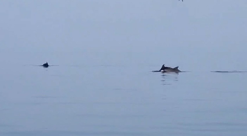 Yalova açıklarında amatör balıkçının teknesine eşlik ederken görüldü. O anlar saniye saniye kaydedildi