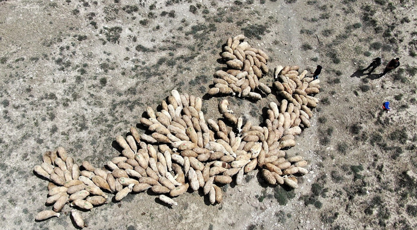 Erzincan'da -20'lerden sonra çobanları sevindiren gelişme yaşandı... 100'lercesi sabah 09.00'da her yere yayıldı, ortaya müthiş manzara çıktı