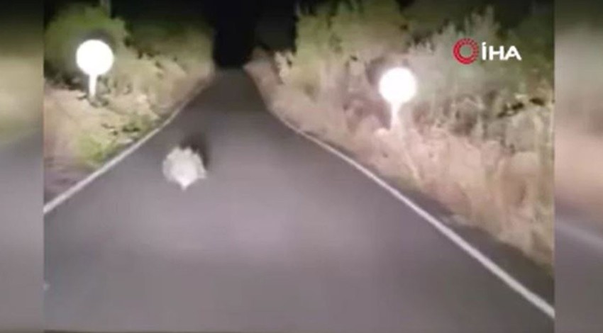 Batman'da gece bir anda trafikte araç sürücüsünün yolunu kesti! Normalde Kuzey Afrika'da yaşayan bir hayvandı