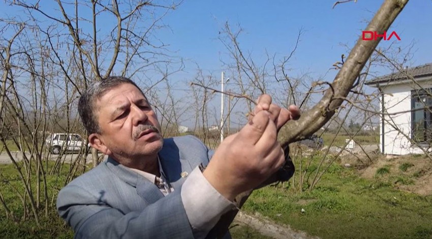 Düzce'de ağaçlarda görülen manzara paniğe yol açtı! Çiftçiler için büyük tehlike... Geçen sene oldu bu senede olursa çiftçiler perişan olacak
