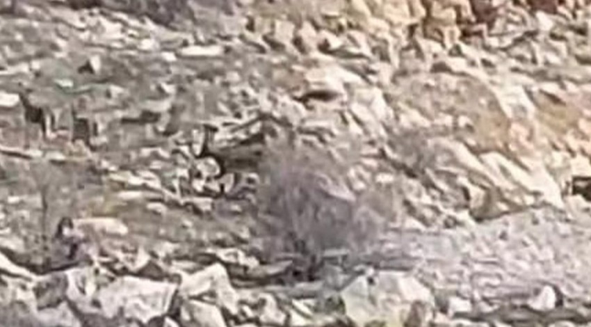 Malatya'da bir anda 1 tane değil 2 değil 3 değil sürü halinde ortaya çıkan hayvan, manzarasıyla kendisine büyüledi. Uzun zamandır saklanıyordu