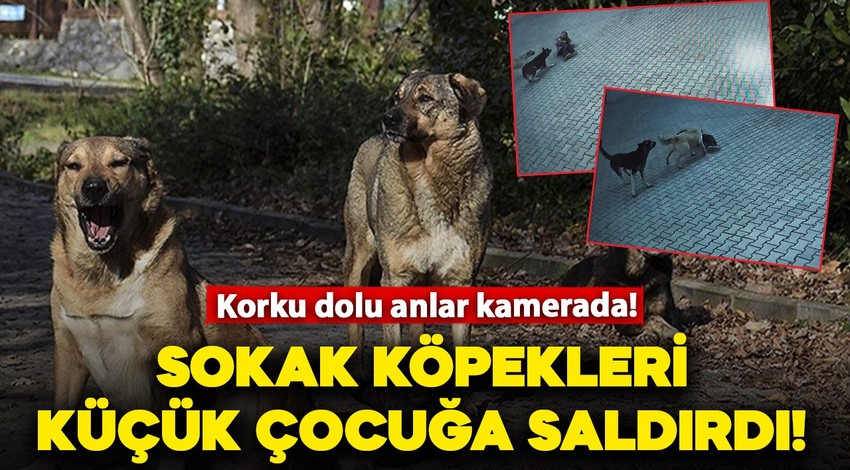 Sivas'ta korku dolu anlar! Sokak köpekleri çocuğa saldırdı: Korku dolu anlar kamerada