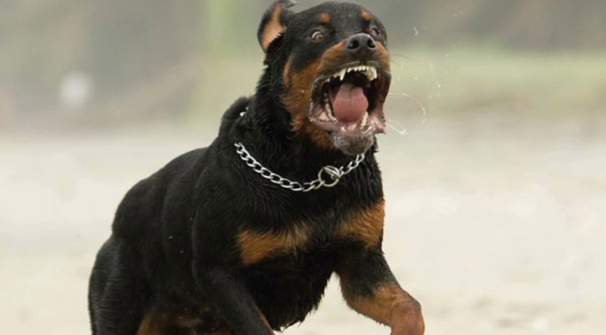 Ünlü sunucunun kızına köpek saldırdı! "Rottweiler" cinsi köpek dehşet saçtı