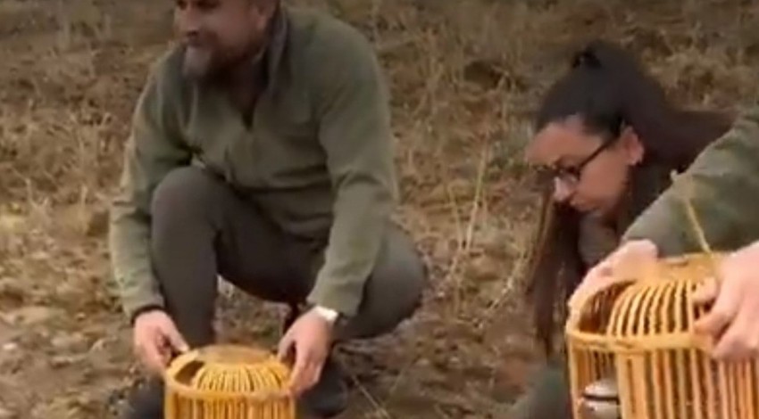 Van'da resmi doğa koruma ekipleri o 4 hayvanı karşısında görünce şaşkına döndü. 4 tanesi acilen tek tek kafeste korumaya alındı