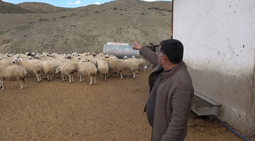 Yozgat’ta beklenen tarih geldi, 500'lerce koyun teker teker aynı şeyi yapıyor. Çobandan tüm hayvan sahiplerine uyarı