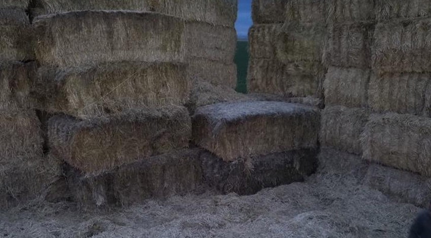 Aksaray'da süt çiftçisi, saman balyalarının arasından 1,2,3,4 tanesini birden fark etti. Acilen onları balyanın içerisinden çıkardı