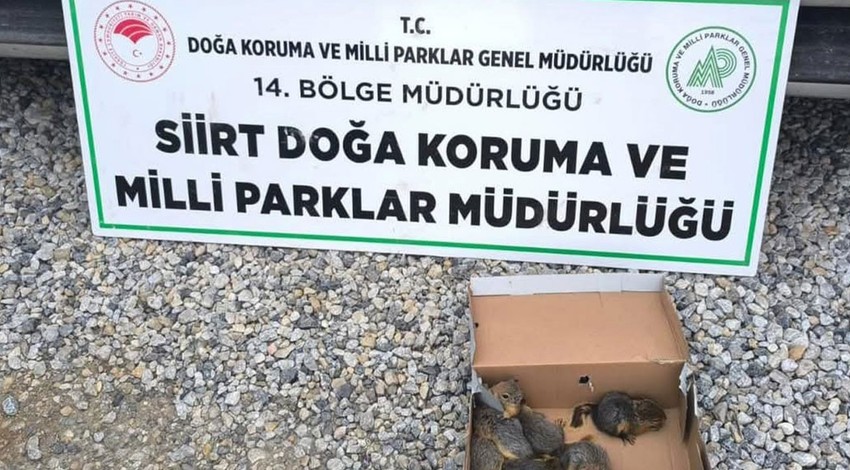 Siirt'te kontroller sırasında ortaya çıktı. 8 tanesini kaçak avladığı tespit edildi 101.355 lira ceza kesildi