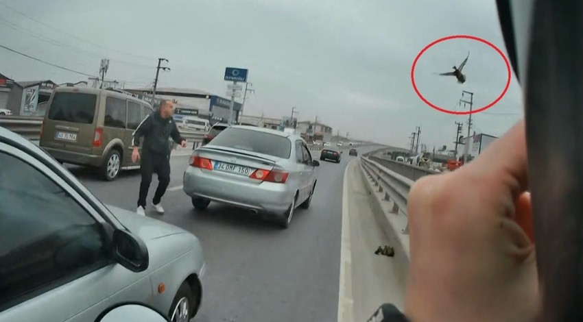 Kocaeli'de D-130 Karayolu'na çıkan yavrular trafiği birbirine kattı. Sürücüler trafiği son anda durdurarak ezilmekten kurtardı