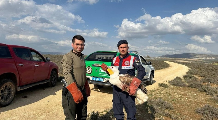 Kilis'te jandarma ekipleri tarafından yaralı halde bulundu. Uçamayacak durumda olan hayvan, yetkili ekiplere teslim edildi