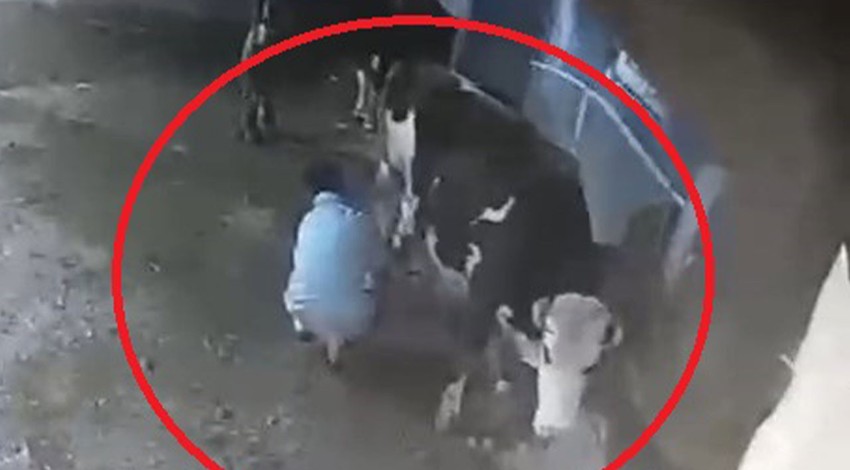 Diyarbakır'da bakım yapmak için ahırına giden besici, ineğinin beklenmedik tepkisiyle şok oldu. O anlar güvenlik kamerası yansıdı