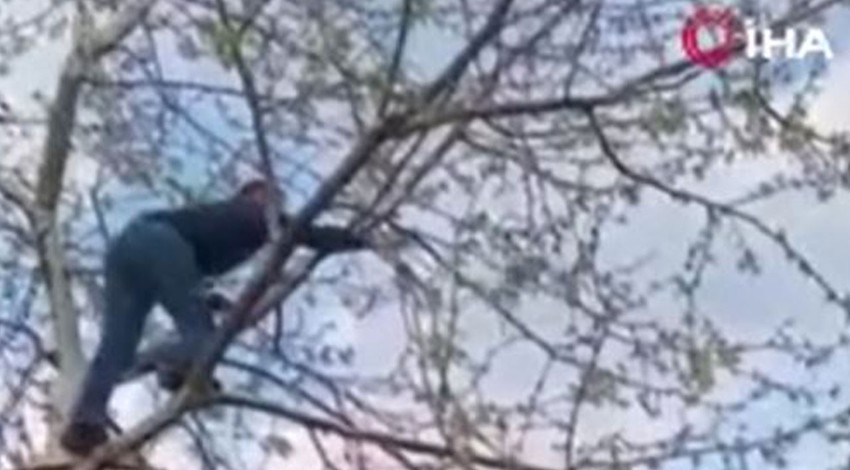 Karabük’te ağaçta ipe bağlanmış şekilde can çekişirken bulundu. Can çekişen hayvanı vatandaş kurtardı