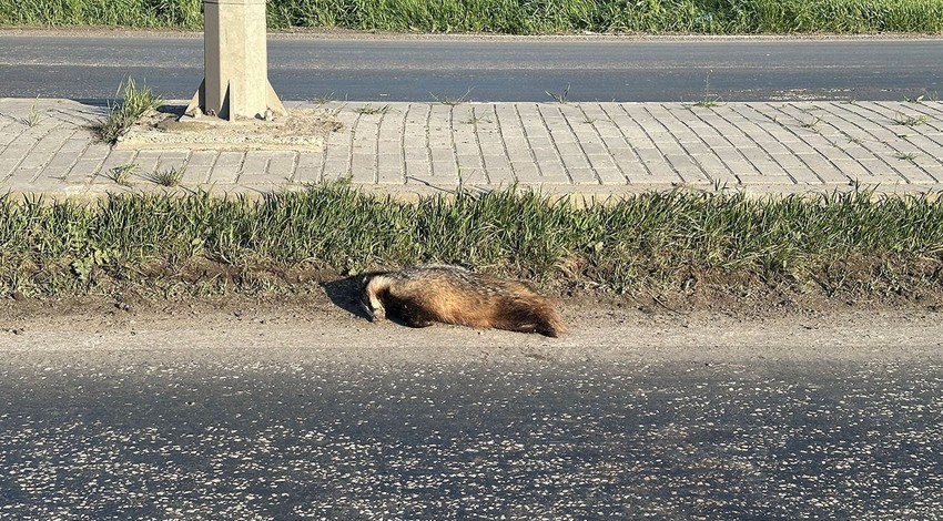 Tekirdağ'da kocaman 1 tane hayvan korkunç şekilde telef oldu. Araçtan inip hayvana bakınca tanımakta zorlandı