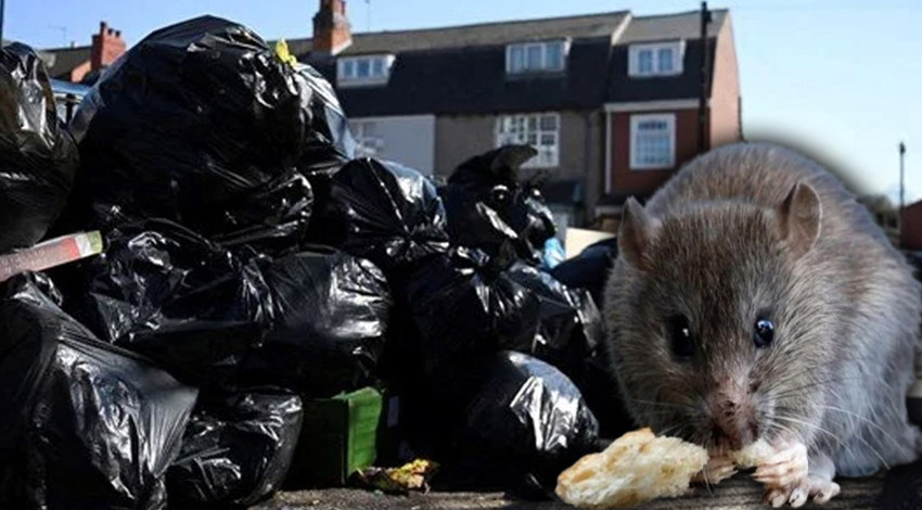 İngiltere'de Halk sağlığı krizi! Fare istilası ve çöp yığınları