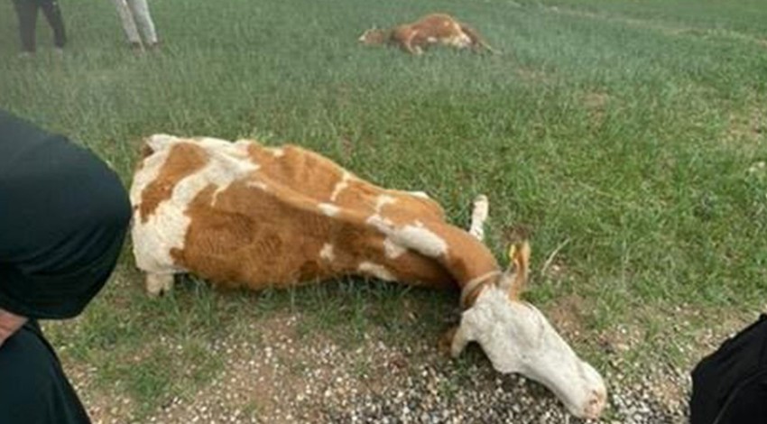Diyarbakır'da merada korkunç bir ses duyuldu. Gidip baktığında 2 ineği yerde yatarken gördü