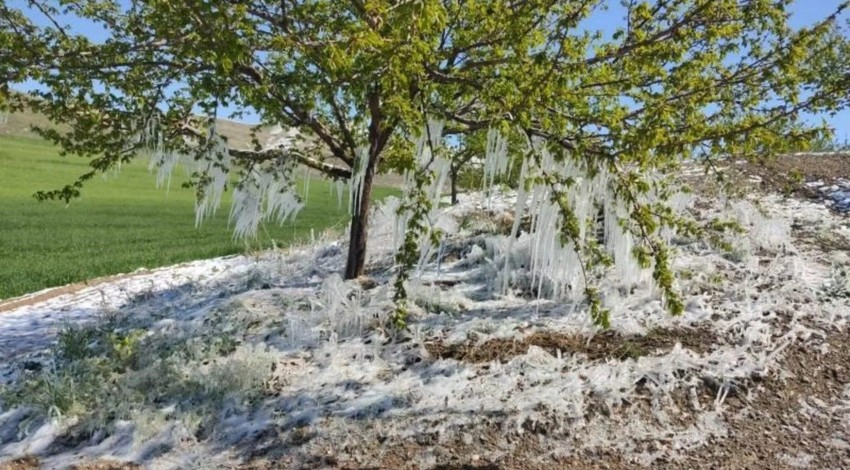 Elazığ'da etkili oldu, ağaçlardaki manzarayı gören üreticiler endişelenmeye başladı. En çok etkilenen onlar oldu