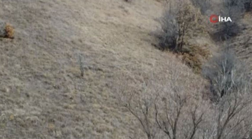 Erzincan'da 2 tanesi doğada bir anda ortaya çıktı. Onlara dokunan 1 tane başına 400.000'i toplam 800.000'i gözden çıkarsın