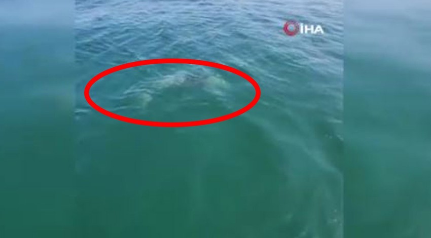 Marmara'da açıklarda bir anda amatör balıkçıların yanında belirdiler. Hemen o anları kaydettiler