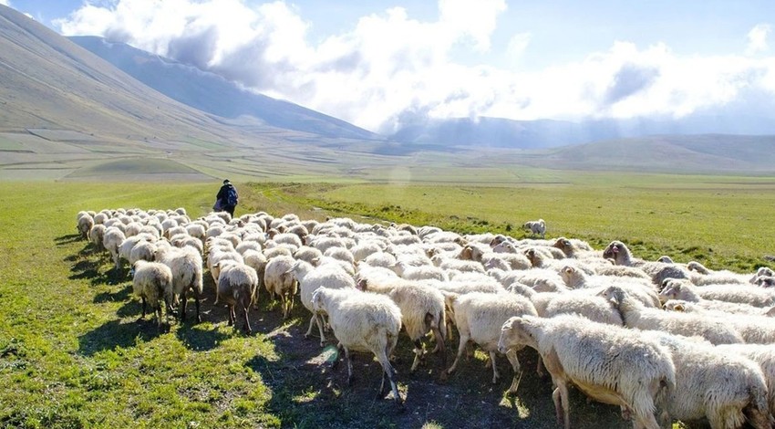 Şırnak’ta 1000’lerce koyunu otlatmaya çıkaran çoban, korkunç bir manzara ile karşılaştı. Şırnak’tan Türkiye’ye korkunç haberi verdi
