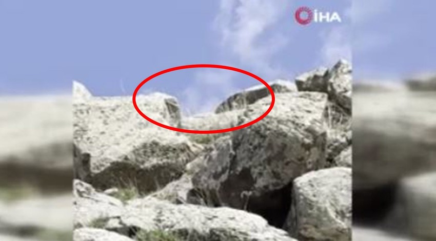 Ağrı’da sarp kayalıklarda gezinirken, kafasını 2 kayanın arasından bir anda uzattı. Beyaz tüyleriyle gören herkesi büyüledi