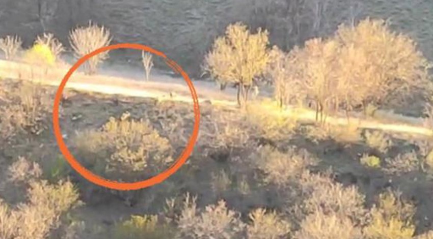 Hakkari'de doğanın süper istilacısı 1,2,3,4,5 tane ile birlikte ortaya çıktı! Yakında 100'lercesi bile bir anda çıkabilir