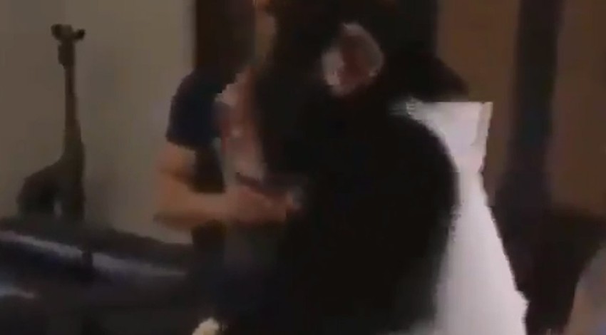 Doğada annesi tarafından terk edilmişti. 1 yıl sonra kendisine bakan veterineri gören hayvanın verdiği tepki herkesi ağlattı