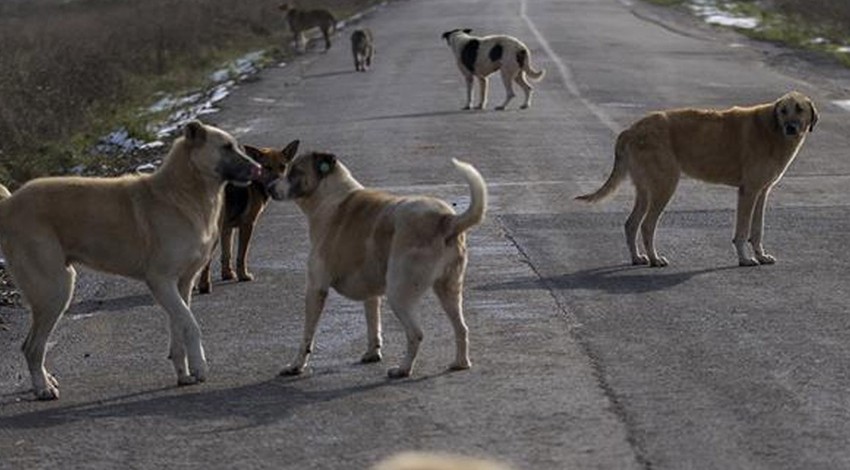 Bakan Yumaklı duyurdu! Sahipsiz sokak köpekleri denetimlerinde veterinerlere görev