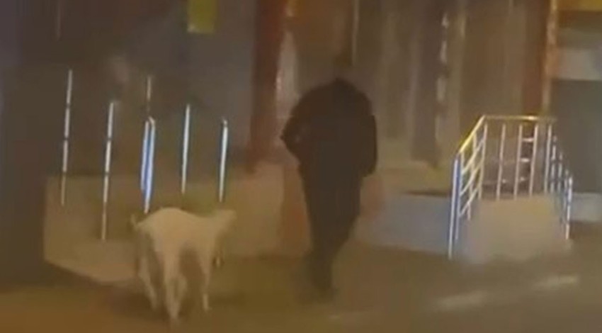 Bursa'da sokakta gezerken görenler şaştı kaldı. Eğittiği evcil hayvanını sokak sokak gezdirdi