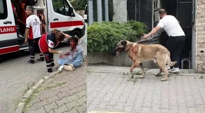 Ataşehir'de başıboş köpek dehşeti: Yargıtay üyesinin eşi dehşet anlarını anlattı!