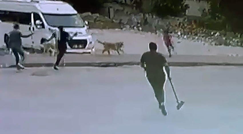 Adana'da korku dolu anlar! Sokak köpekleri küçük çocuğa saldırdı: O anlar kamerada