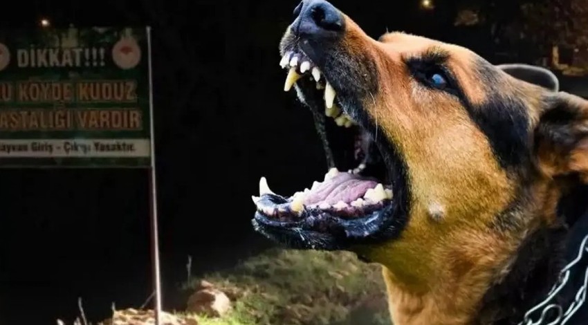 Sokak hayvanları yasası hakkında AYM'den karar çıktı!