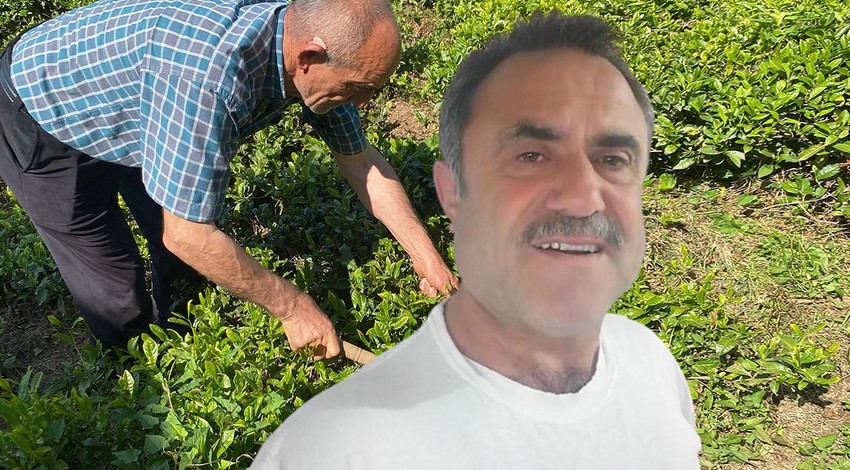Artvin'de bahçede çaylar toplanırken bir anda çayların kökünden ortaya çıktı... 1 hamle yapan hayvan korkunç bir harekete imza attı