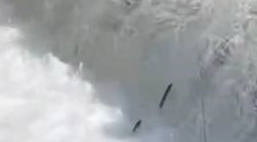 Elazığ'da müthiş doğa olayını görenler hayretler içerisinde kaldı... 1000'lercesi yumurta bırakmak için ters yöne doğru akın etmeye başladı