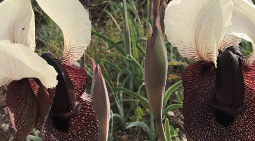 Kars'ta yaban hayvanlarıyla bilinen bölgede bu sefer başka bir doğa olayı! 4 mevsim ayrı güzel kentte toprakta belirdi