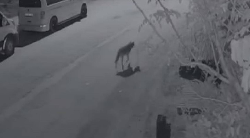 Aç kalan kurt son çareyi şehir merkezine inmekte buldu. O anlar kameralara yansıdı.