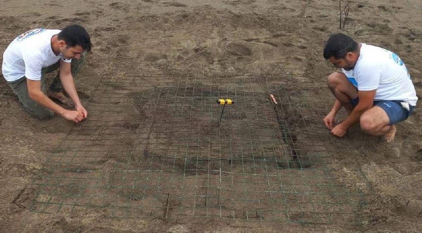 Muğla'da çevrecilerin doğada gözü gibi koruduğu hayvanla ilgili müthiş gelişme! 1000'lercesi hep birlikte aynı hareketi yapmaya başladı