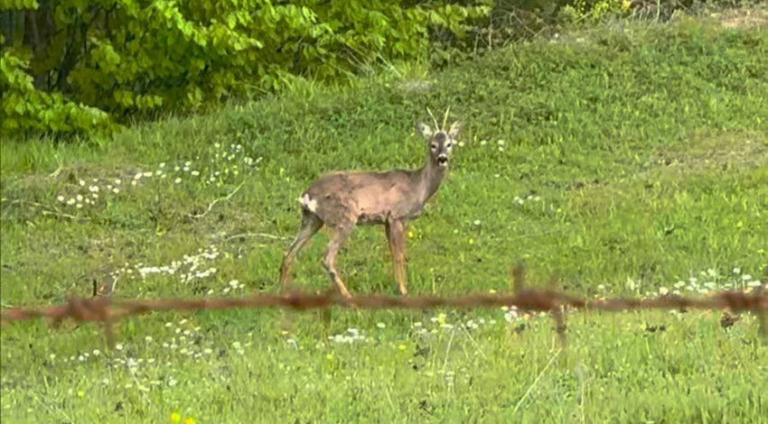 Amasya’da yaylada sevimli Karaca doğaseverlerin ilgi odağı oldu