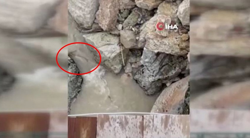 Tunceli'de yakında doğada 1 tanesini görmek bile imkansız olacak. 3 tanesi kayalıkların arasından fırlayıp geri kayboldu